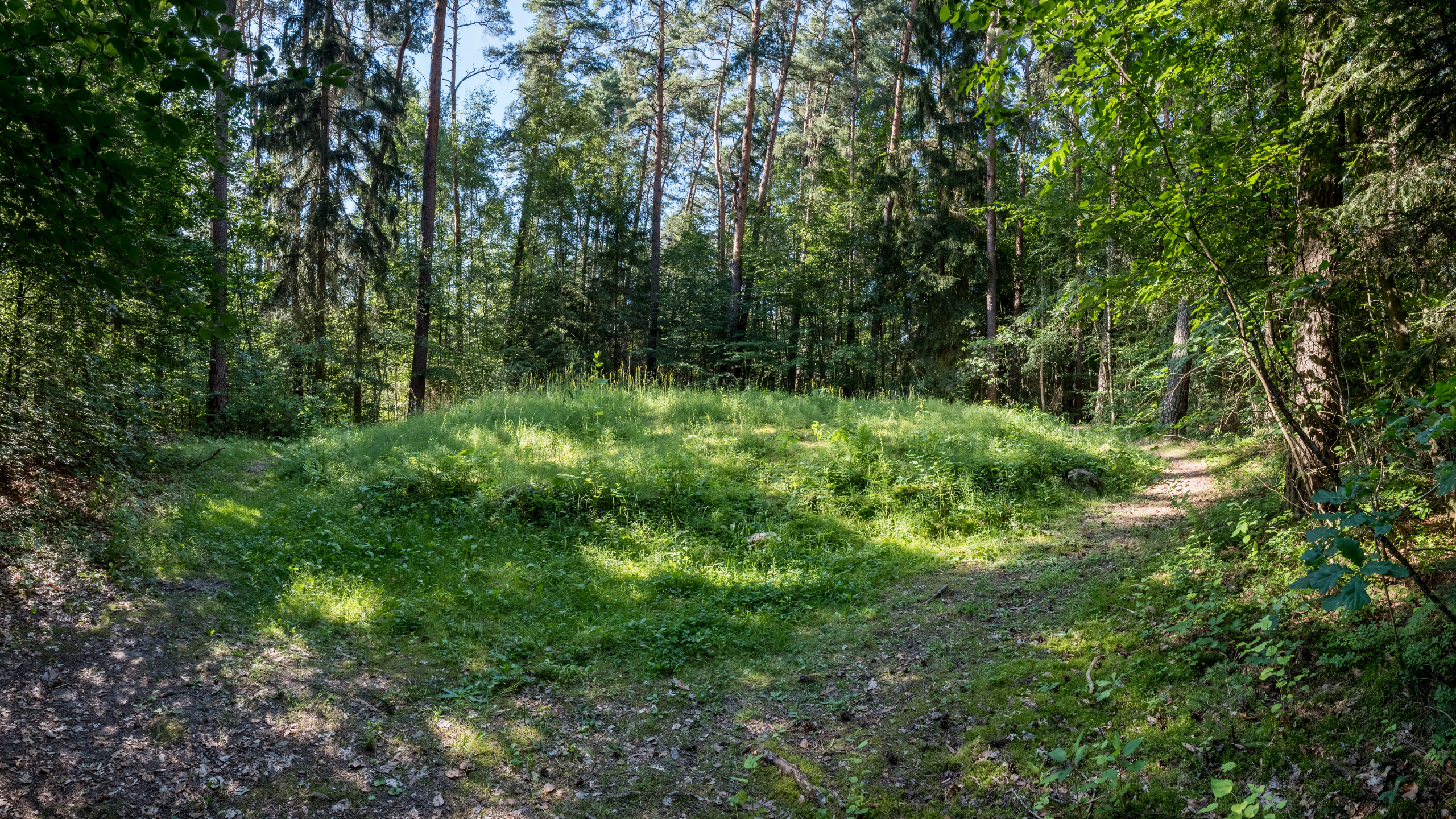 Vegetation, Natur, Gras, Natürlichen Umgebung, Naturlandschaft. Wallpaper in 2560x1440 Resolution