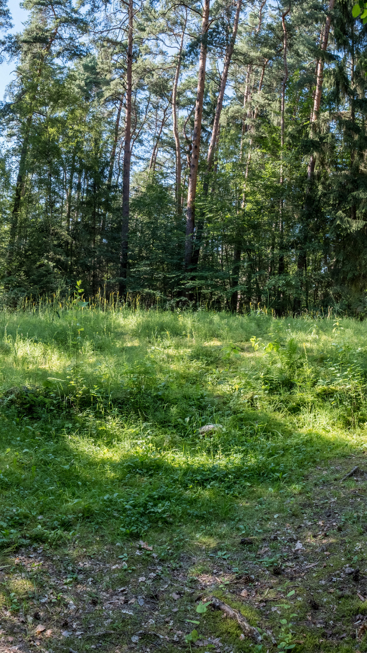 Vegetation, Natur, Gras, Natürlichen Umgebung, Naturlandschaft. Wallpaper in 750x1334 Resolution