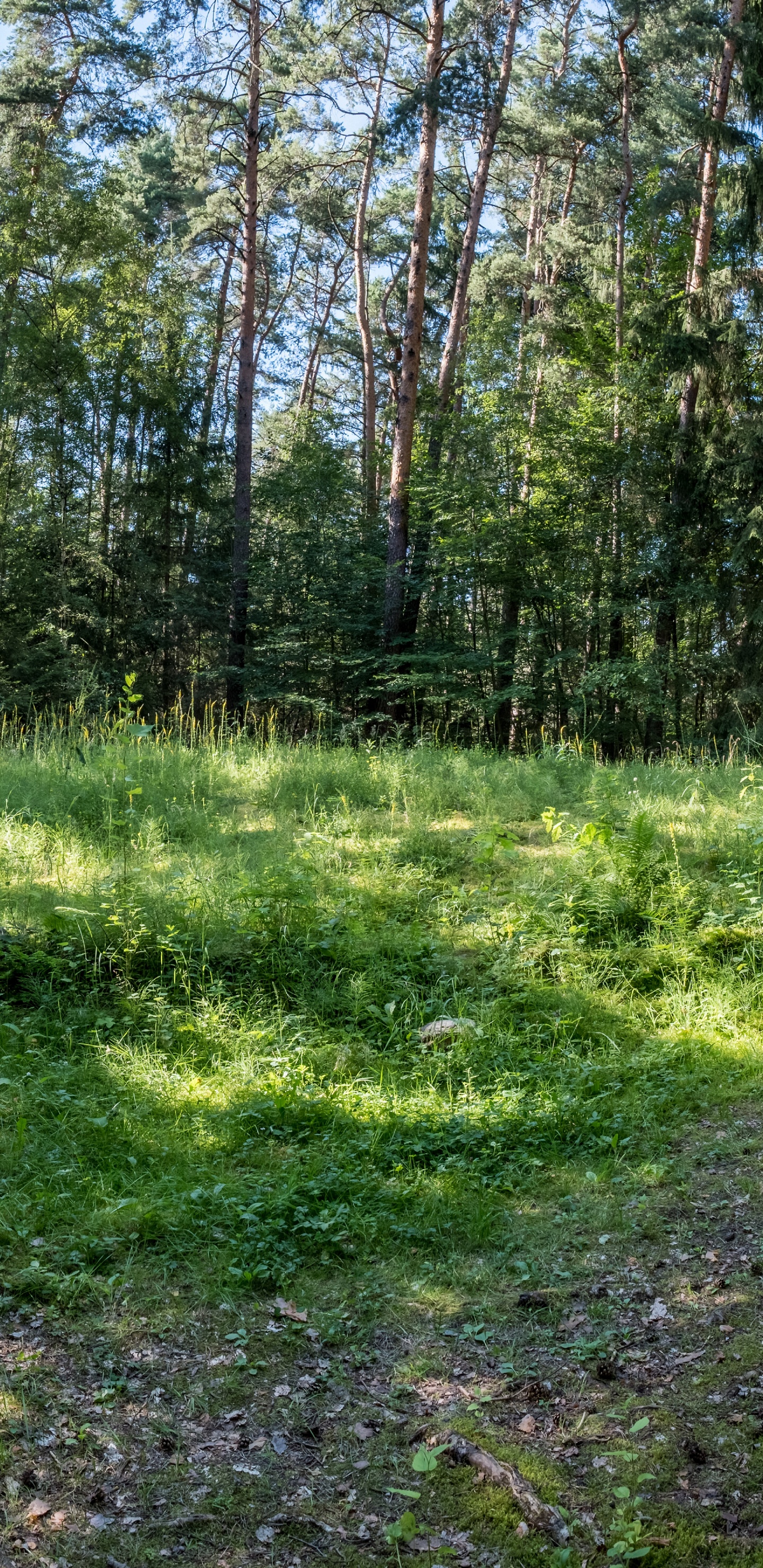 Végétation, Nature, Environnement Naturel, Paysage Naturel, Plante de la Communauté. Wallpaper in 1440x2960 Resolution