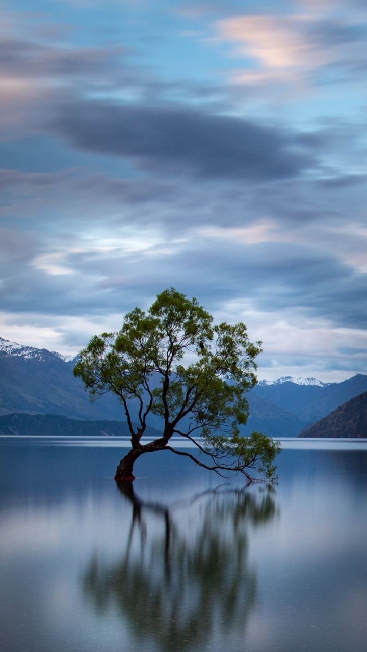 Tree, Branch, Cloud, Water, Atmosphere. Wallpaper in 720x1280 Resolution