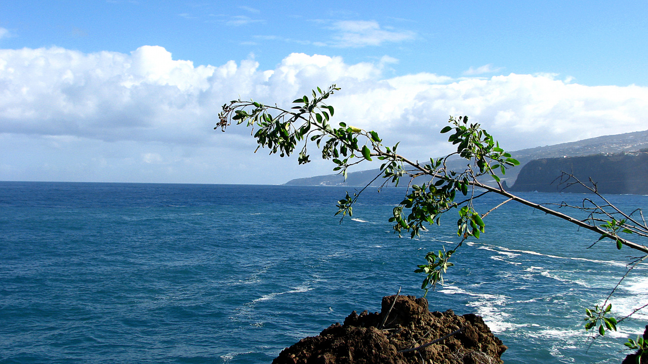 Arbre Vert Sur la Formation Rocheuse Brune à Côté de la Mer Bleue Sous un Ciel Nuageux Bleu et Blanc Pendant. Wallpaper in 1280x720 Resolution
