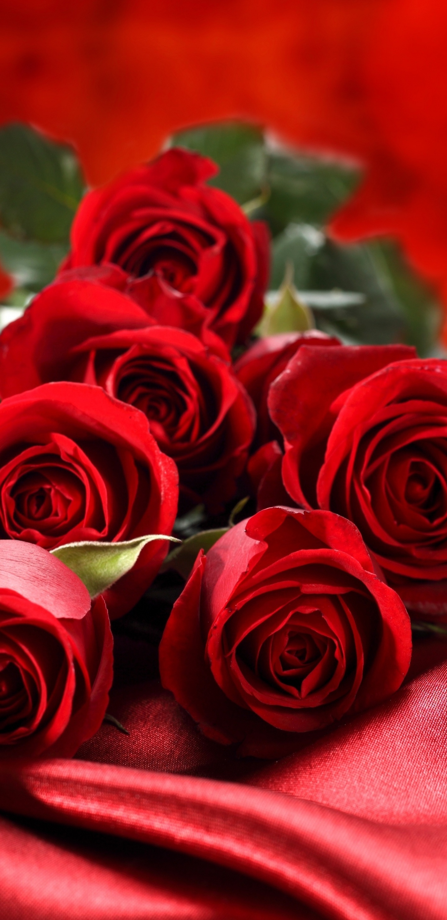 Red Roses on Red Textile. Wallpaper in 1440x2960 Resolution