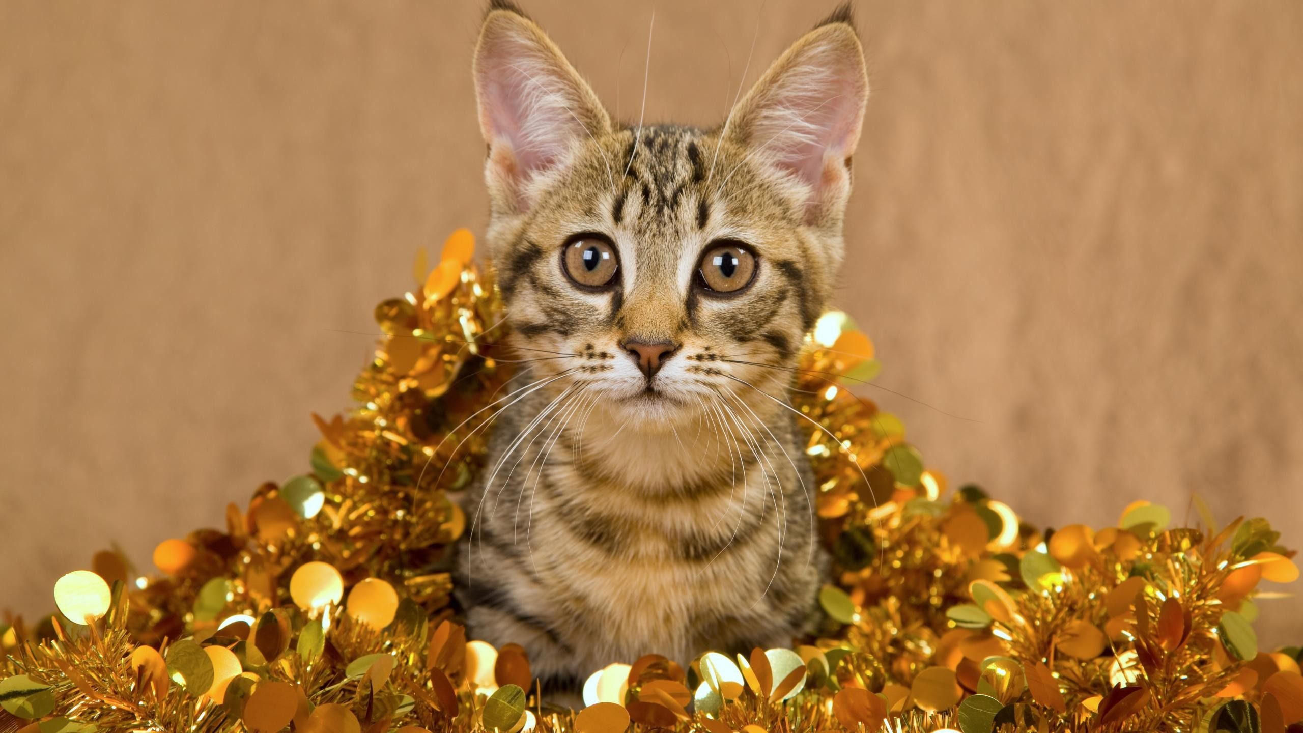Brown Tabby Cat on Yellow Flower. Wallpaper in 2560x1440 Resolution
