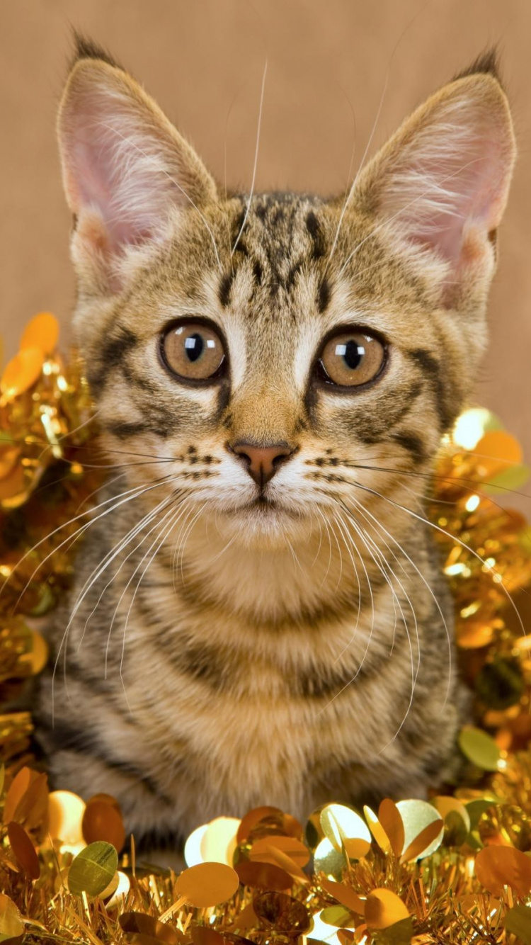 Brown Tabby Cat on Yellow Flower. Wallpaper in 750x1334 Resolution