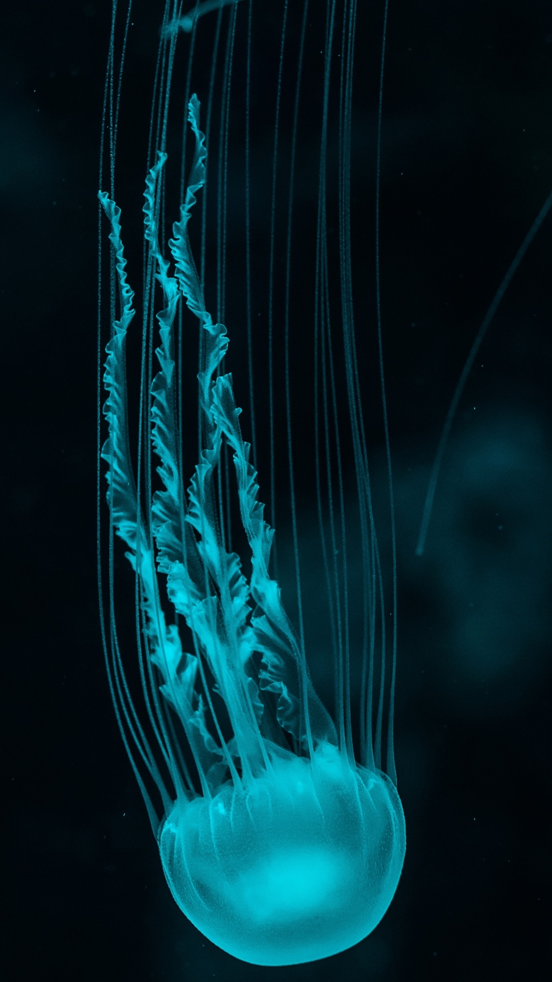 Jellyfish, Light, Electric Blue, Bioluminescence, Aqua. Wallpaper in 1080x1920 Resolution