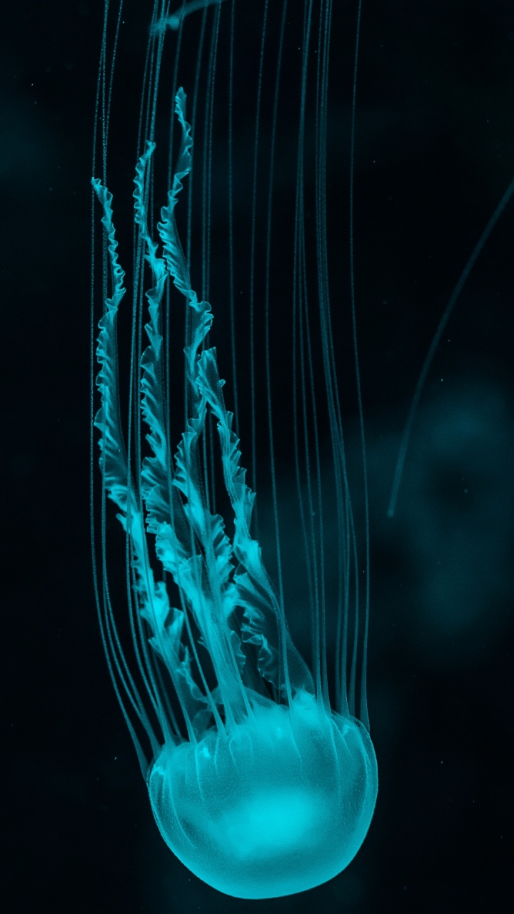 水母, 光, 电蓝色的, 生物发光, 水上 壁纸 720x1280 允许