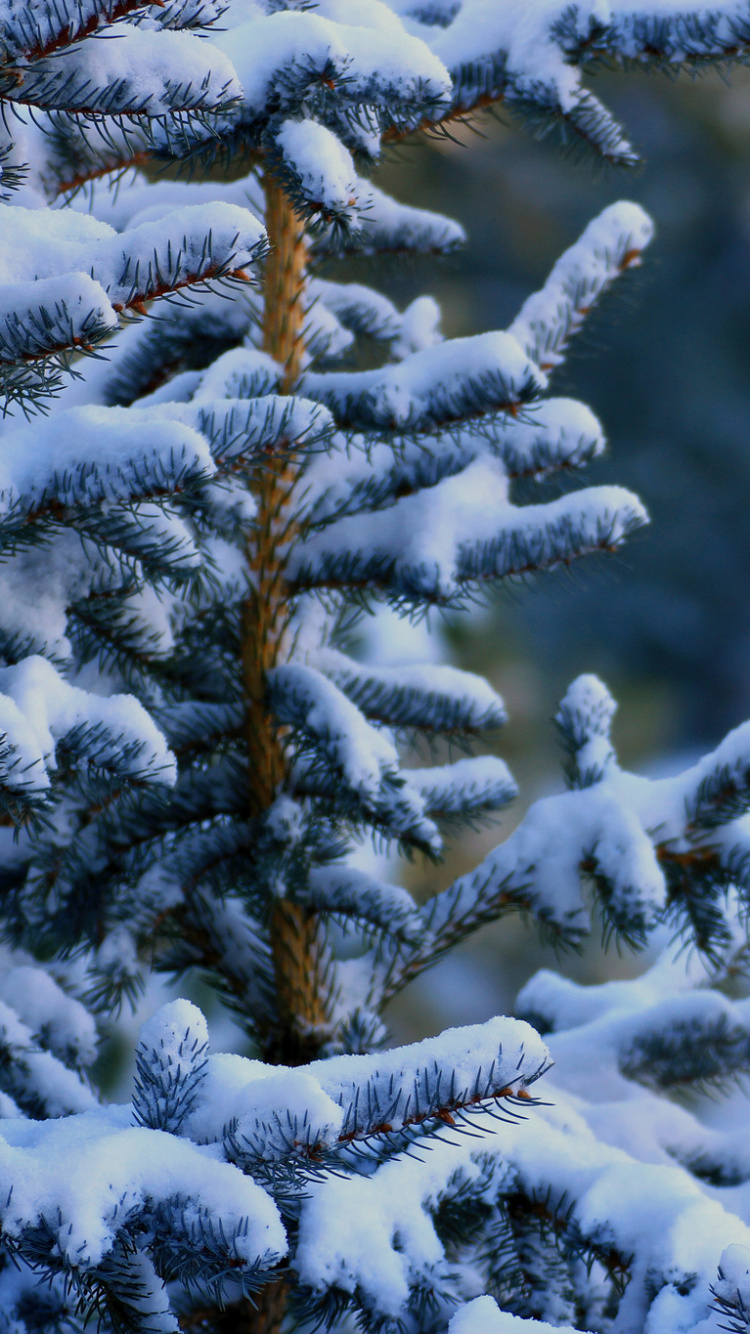 Arbre Couvert de Neige Pendant la Journée. Wallpaper in 750x1334 Resolution