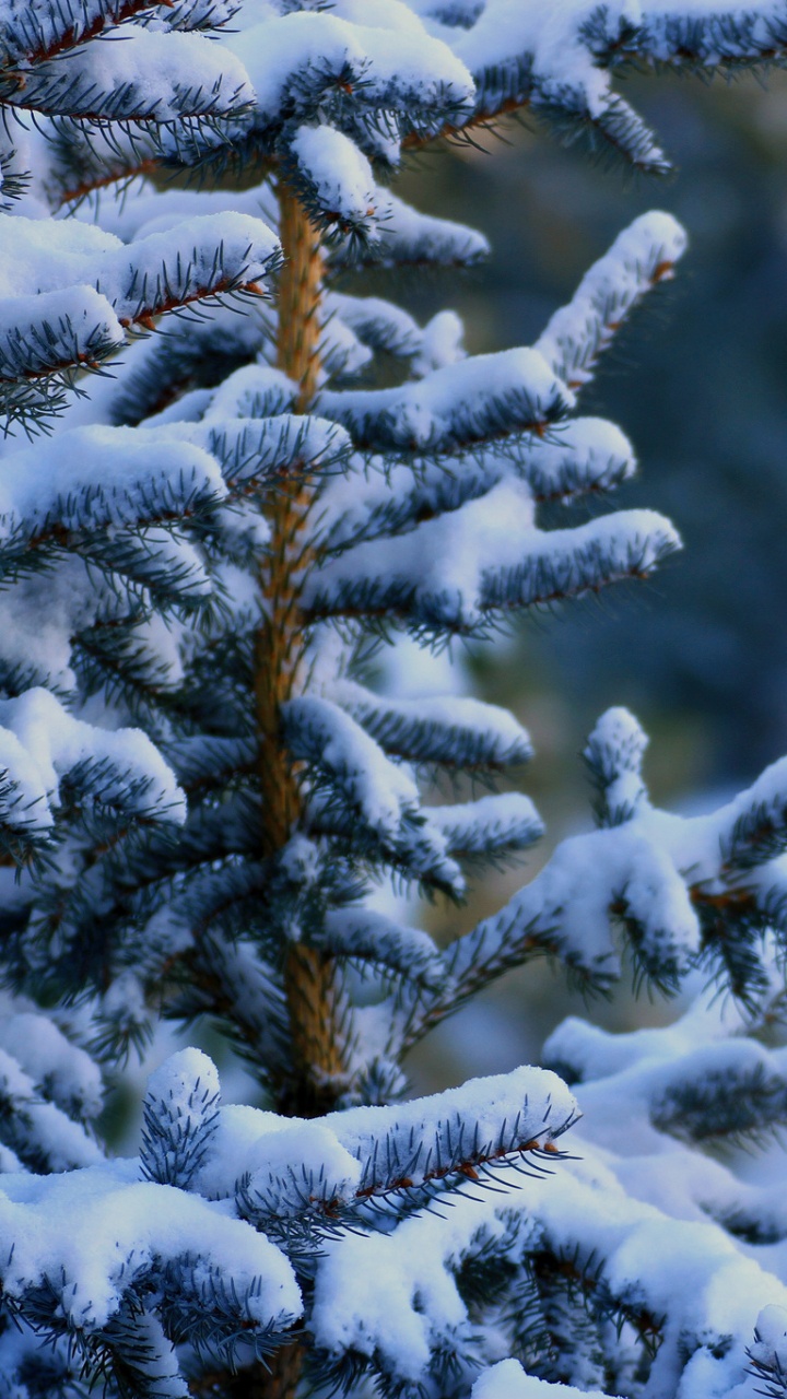 Snow Covered Tree During Daytime. Wallpaper in 720x1280 Resolution