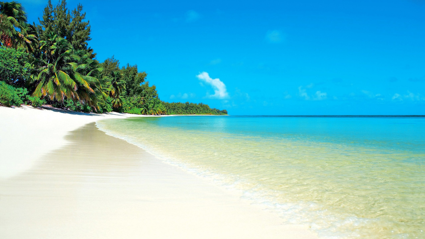 Green Trees on White Sand Beach During Daytime. Wallpaper in 1366x768 Resolution