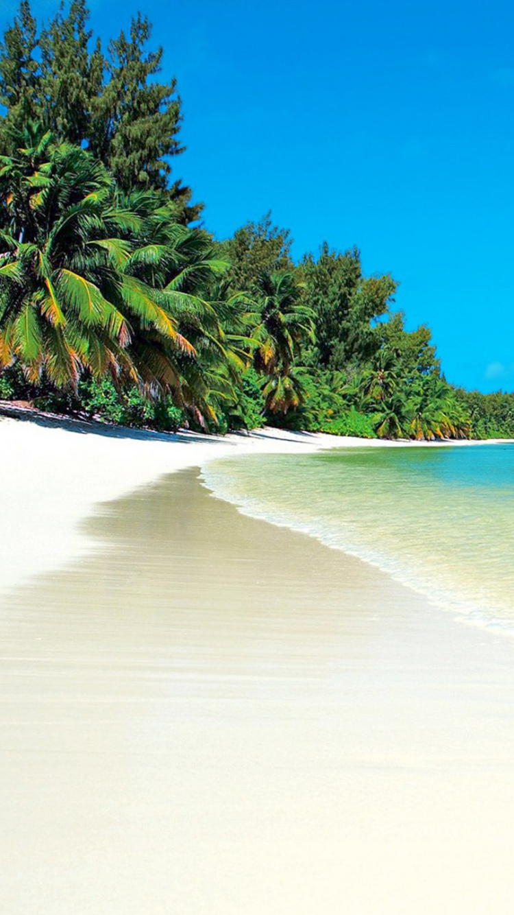 Green Trees on White Sand Beach During Daytime. Wallpaper in 750x1334 Resolution