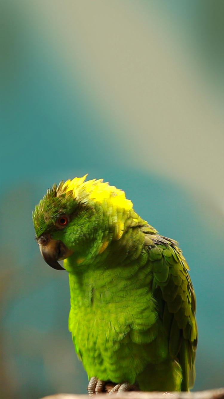 Birds, Budgerigar, True Parrot, Macaw, Parakeet. Wallpaper in 750x1334 Resolution