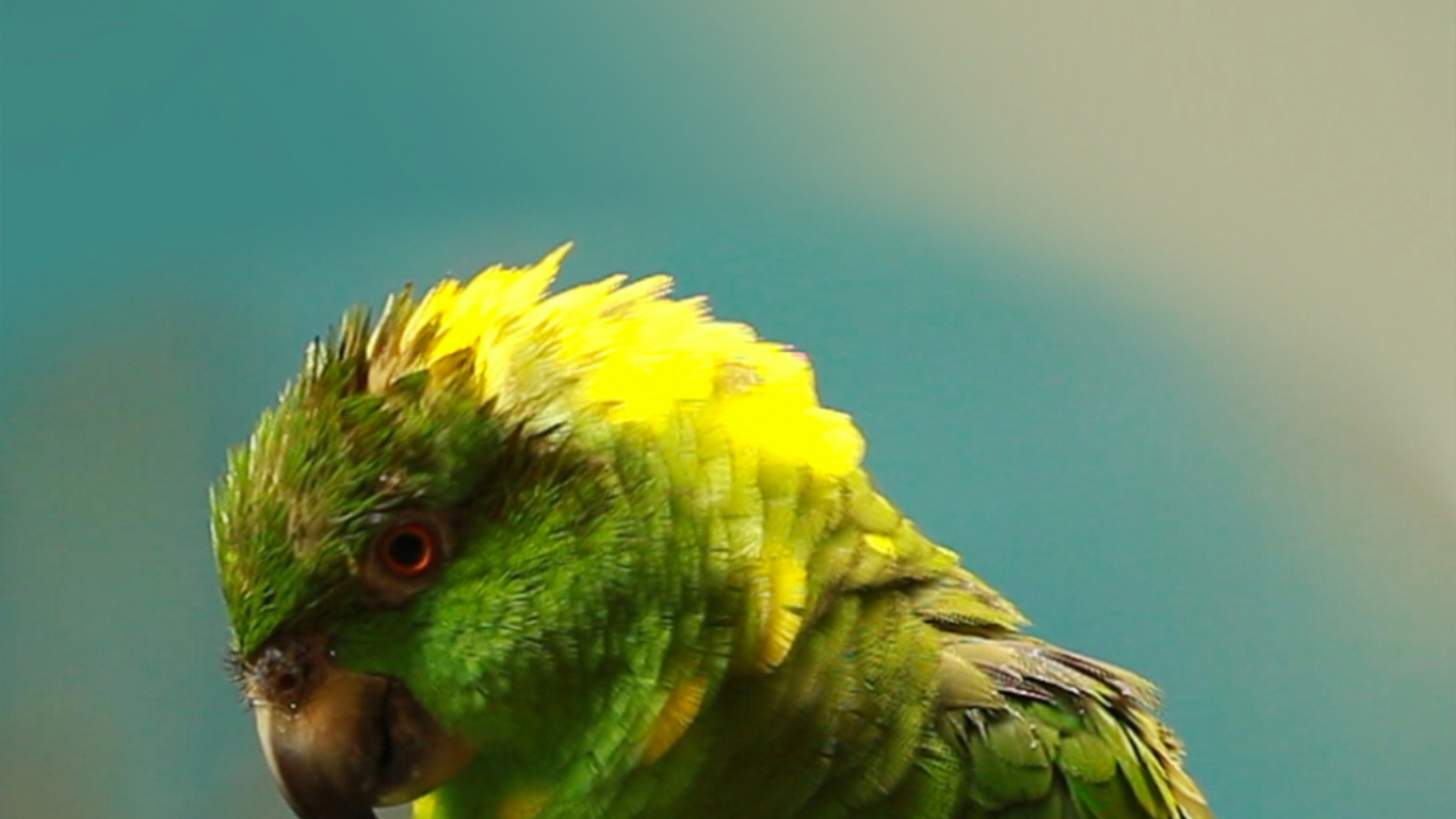 Birds, Echter Papagei, Ara, Kurzhaar, Papagei. Wallpaper in 1366x768 Resolution