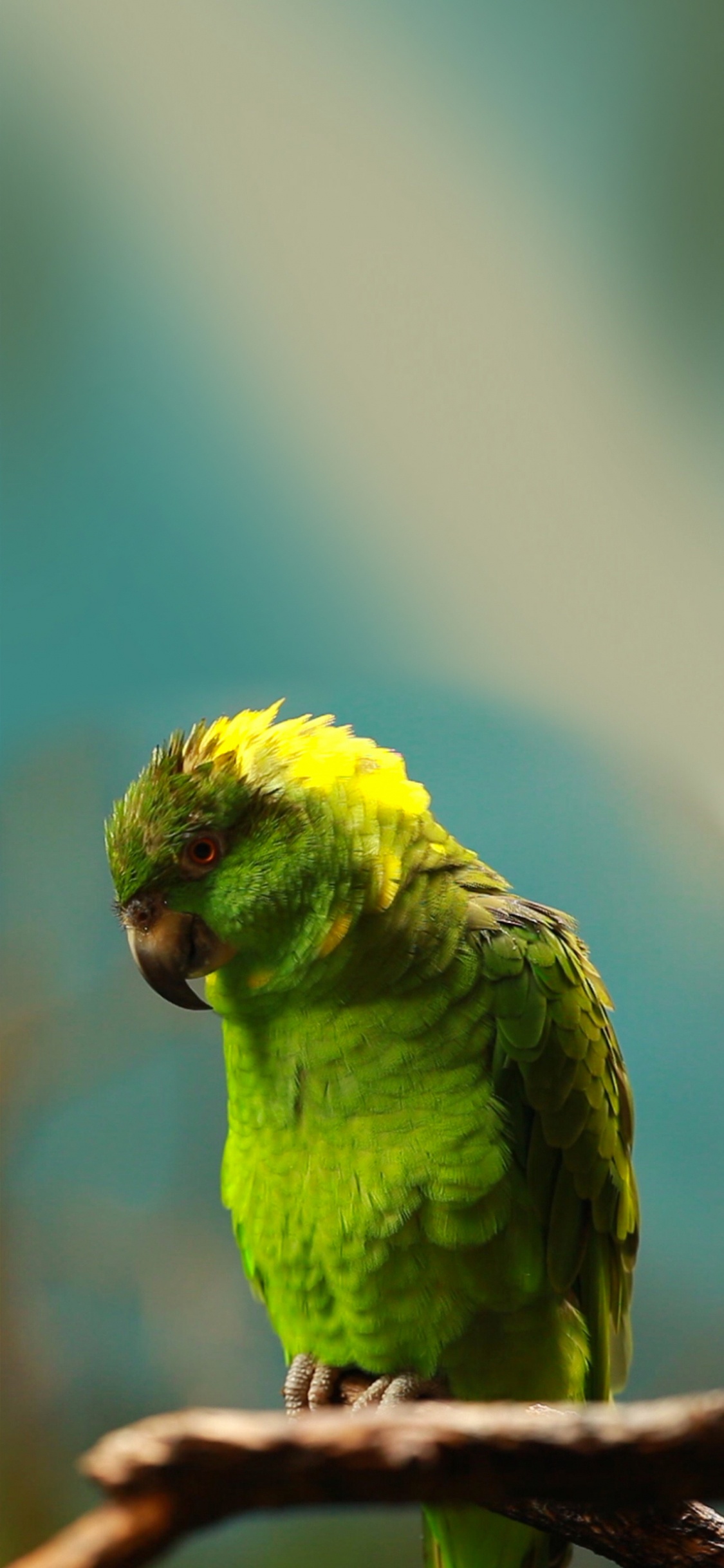 Perruche Ondulée, Vrai Perroquet, Ara, Perroquet, Green. Wallpaper in 1125x2436 Resolution