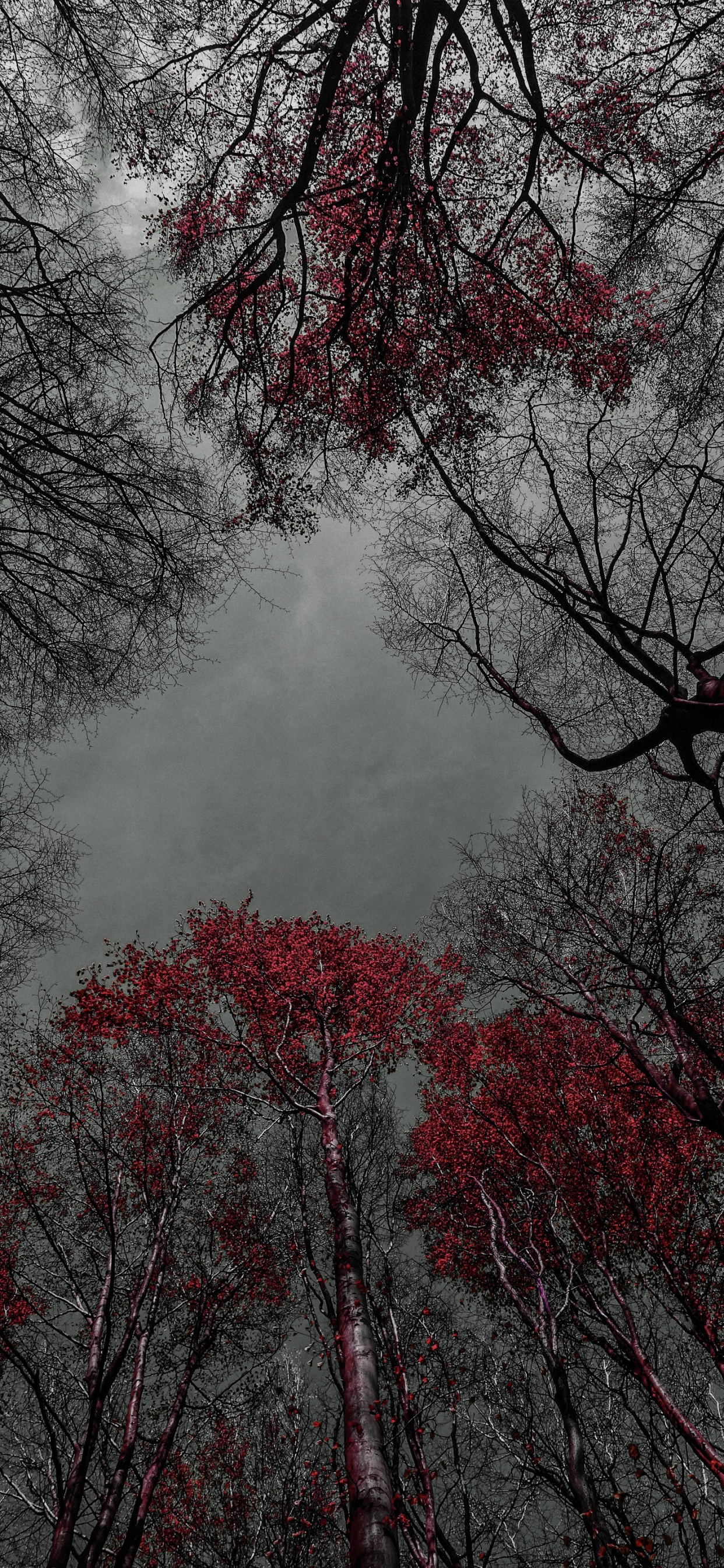 Baum, Wasser, Naturlandschaft, Zweig, Branch. Wallpaper in 1242x2688 Resolution