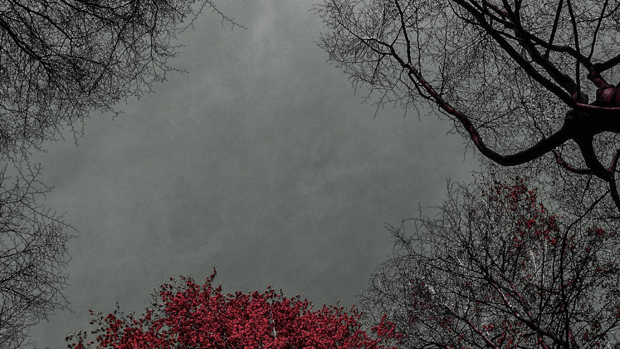 Baum, Wasser, Naturlandschaft, Zweig, Branch. Wallpaper in 1280x720 Resolution