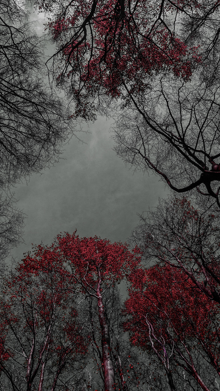 Baum, Wasser, Naturlandschaft, Zweig, Branch. Wallpaper in 750x1334 Resolution