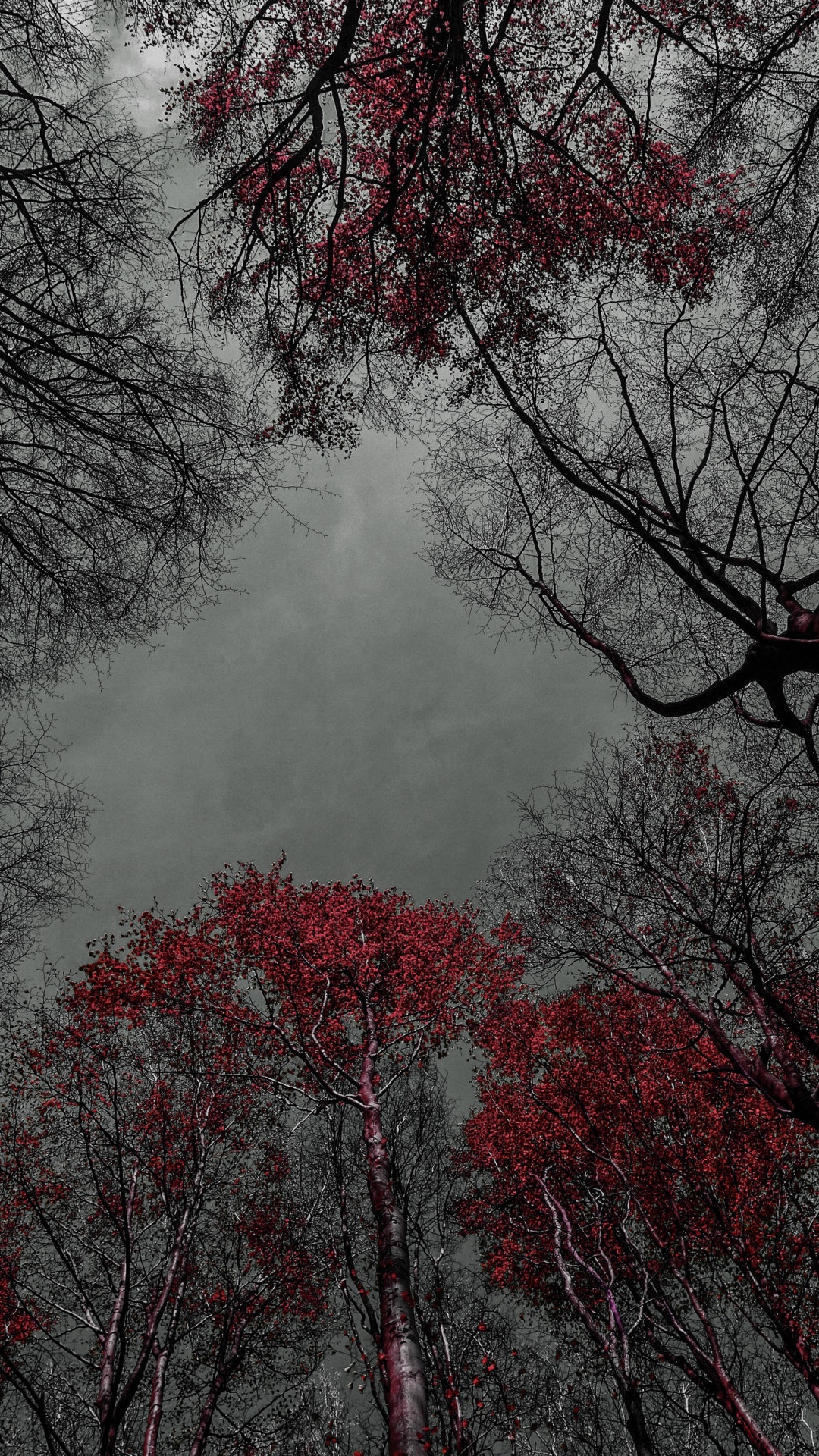 Tree, Flower, Water, Natural Landscape, Twig. Wallpaper in 1080x1920 Resolution