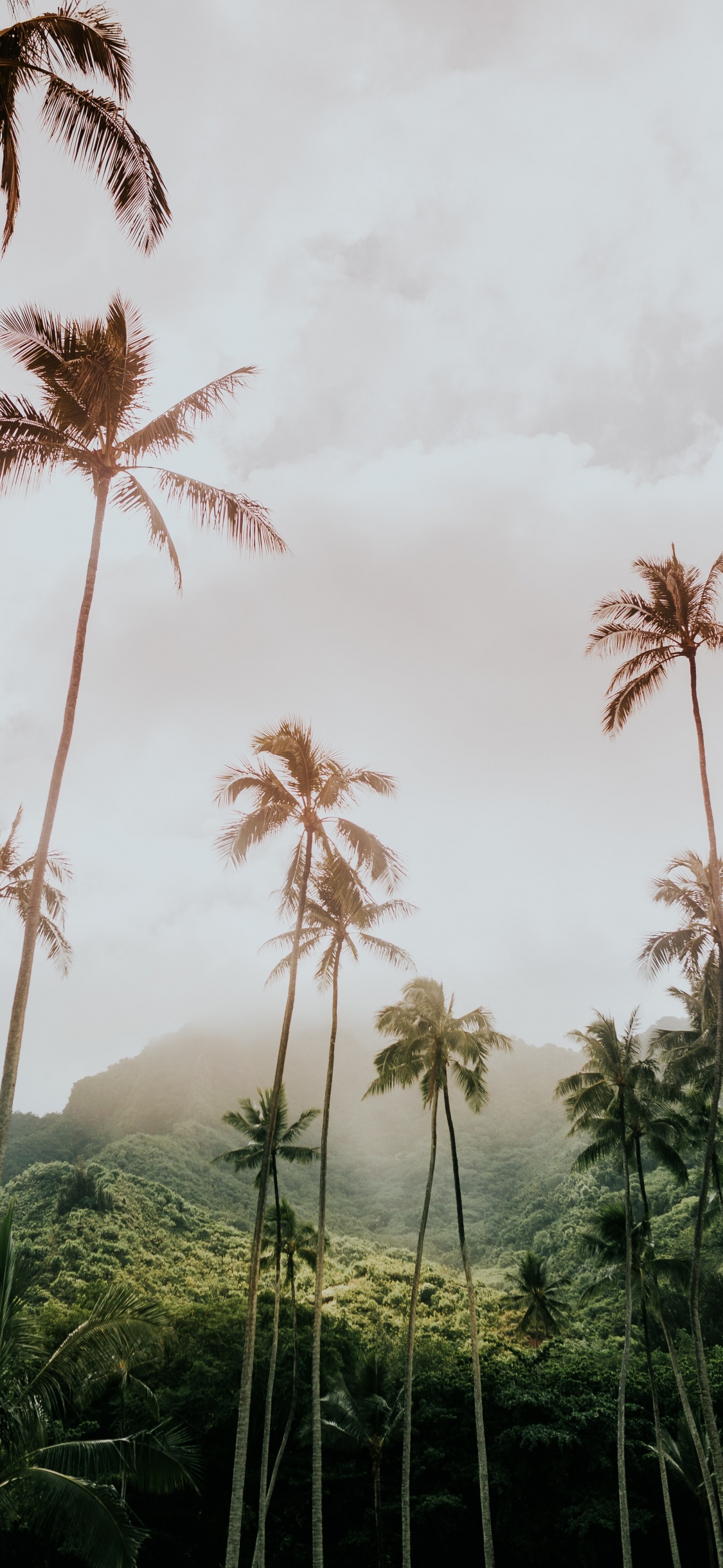 Disparo de Ángulo Bajo, Arecales, la Vegetación, Planta Leñosa, Palmera. Wallpaper in 1125x2436 Resolution