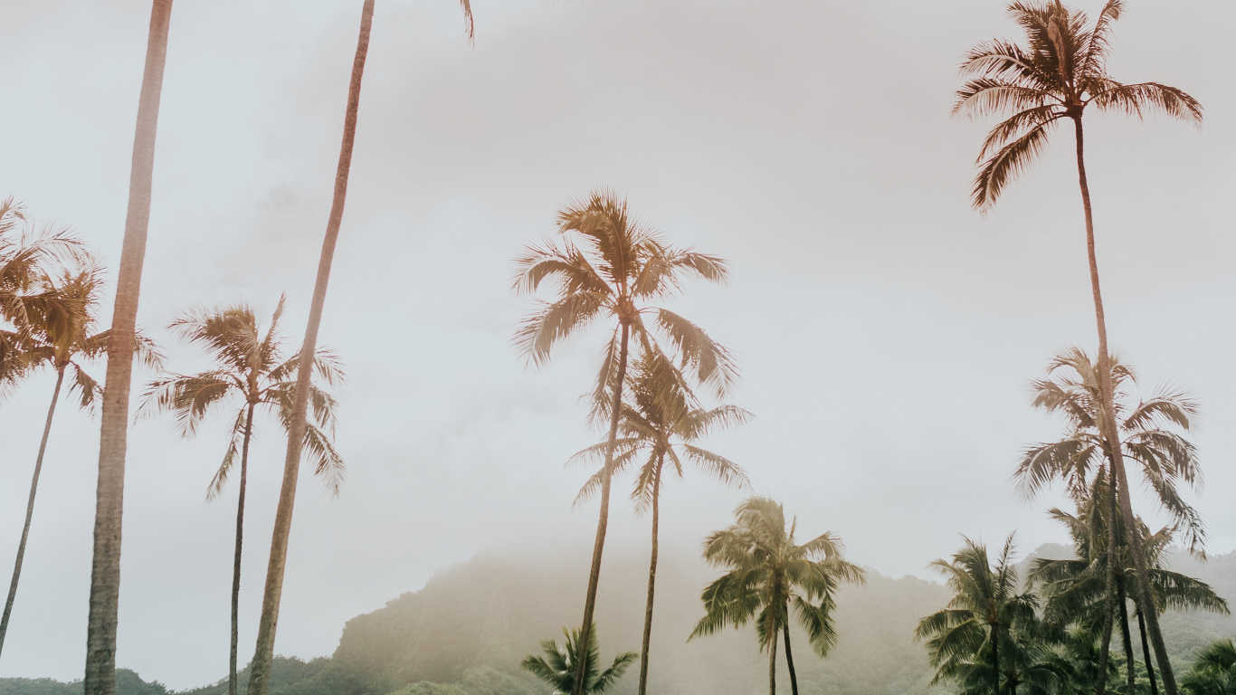 Arecales, 植被, 木本植物, 棕榈树, 性质 壁纸 1366x768 允许