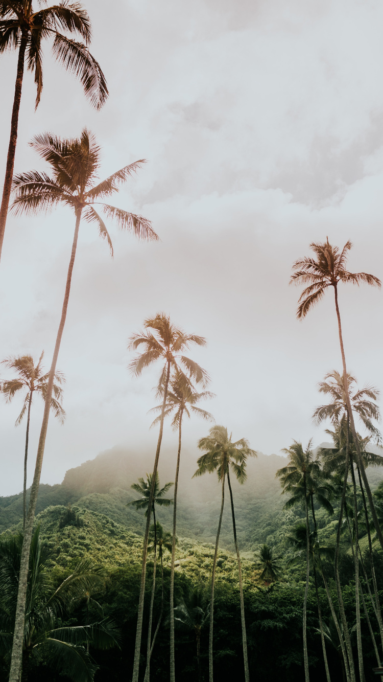 Arecales, 植被, 木本植物, 棕榈树, 性质 壁纸 750x1334 允许