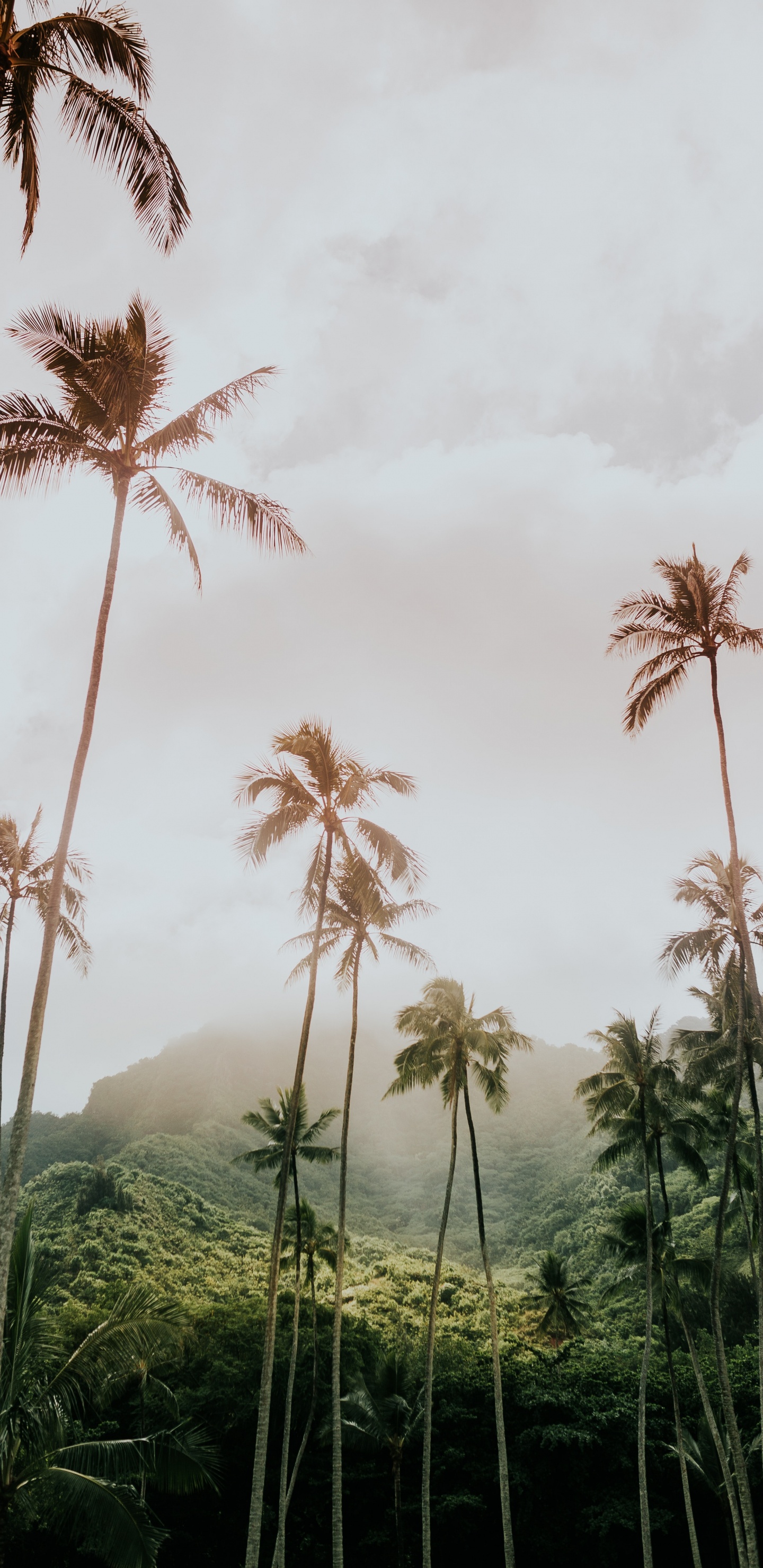 Low-angle Shot, Arecales, Vegetation, Tree, Woody Plant. Wallpaper in 1440x2960 Resolution