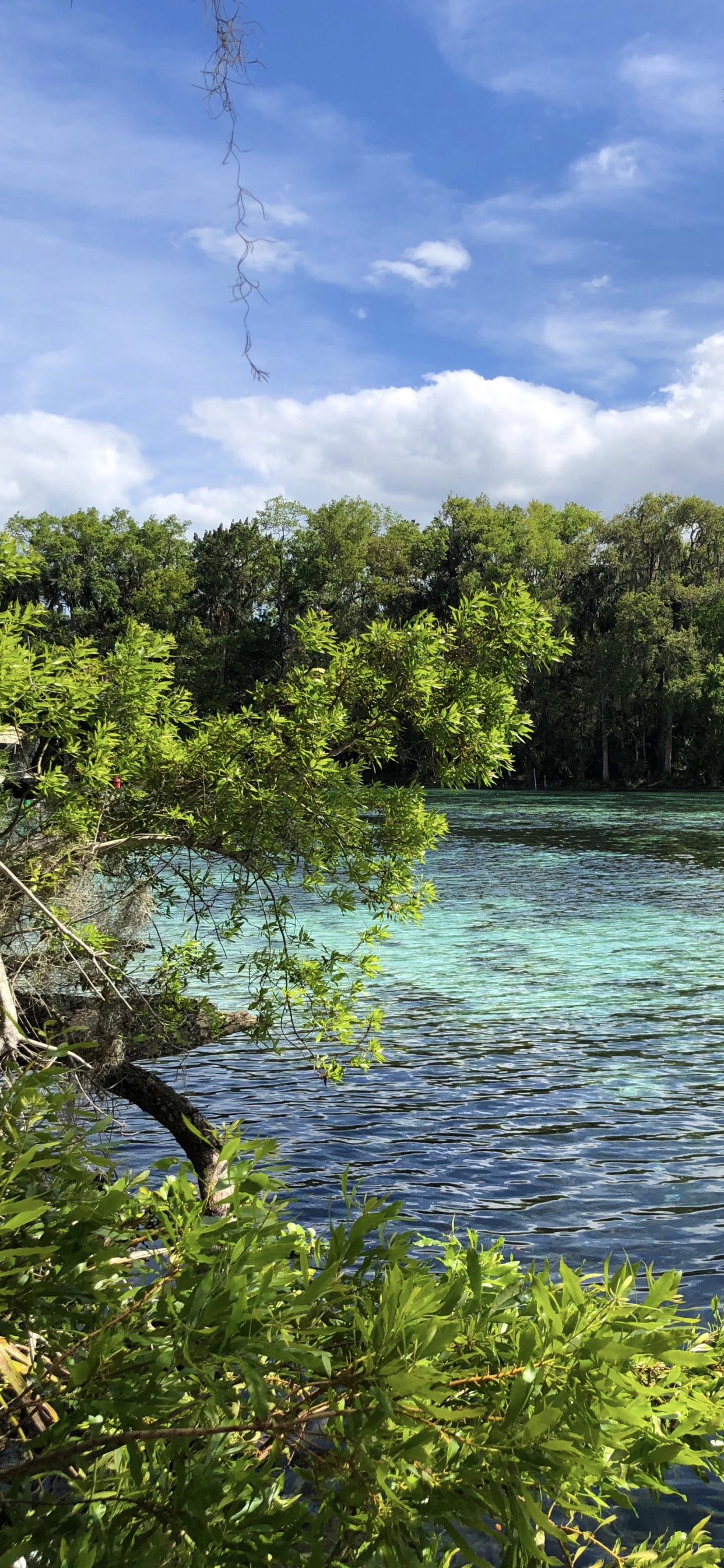 Naturaleza, la Vegetación, Sucursal, Paisaje Natural, Los Recursos de Agua. Wallpaper in 1242x2688 Resolution