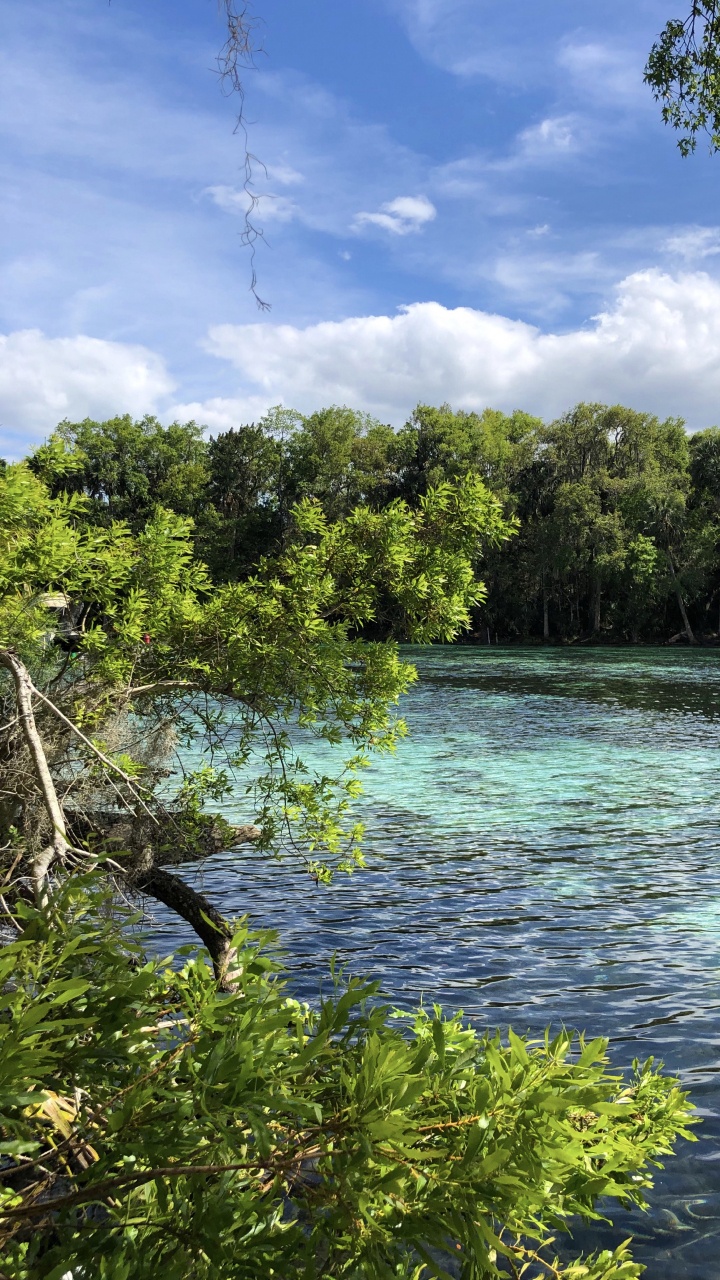 Naturaleza, la Vegetación, Sucursal, Paisaje Natural, Los Recursos de Agua. Wallpaper in 720x1280 Resolution