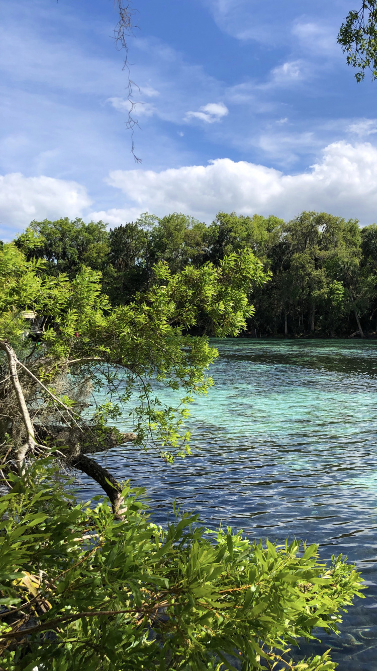Naturaleza, la Vegetación, Sucursal, Paisaje Natural, Los Recursos de Agua. Wallpaper in 750x1334 Resolution