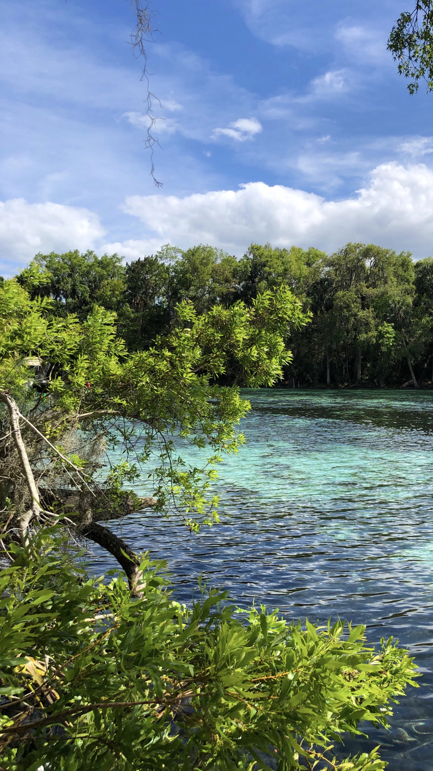 Nature, Vegetation, Branch, Cloud, Natural Landscape. Wallpaper in 1440x2560 Resolution