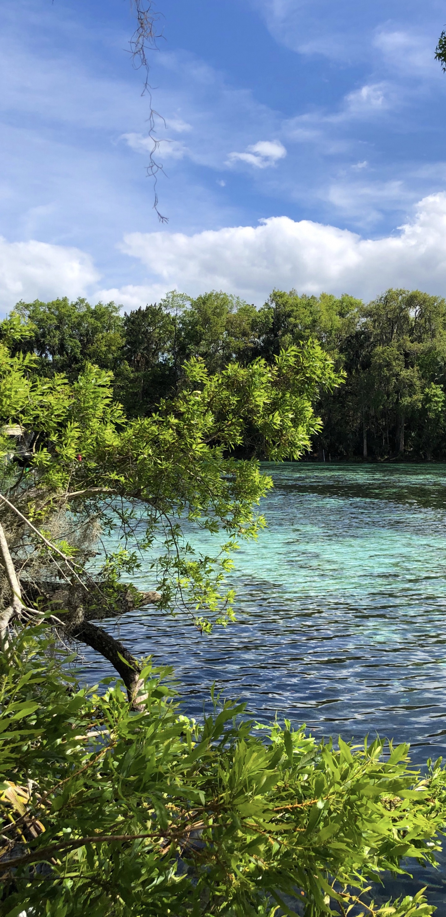 Nature, Vegetation, Branch, Cloud, Natural Landscape. Wallpaper in 1440x2960 Resolution