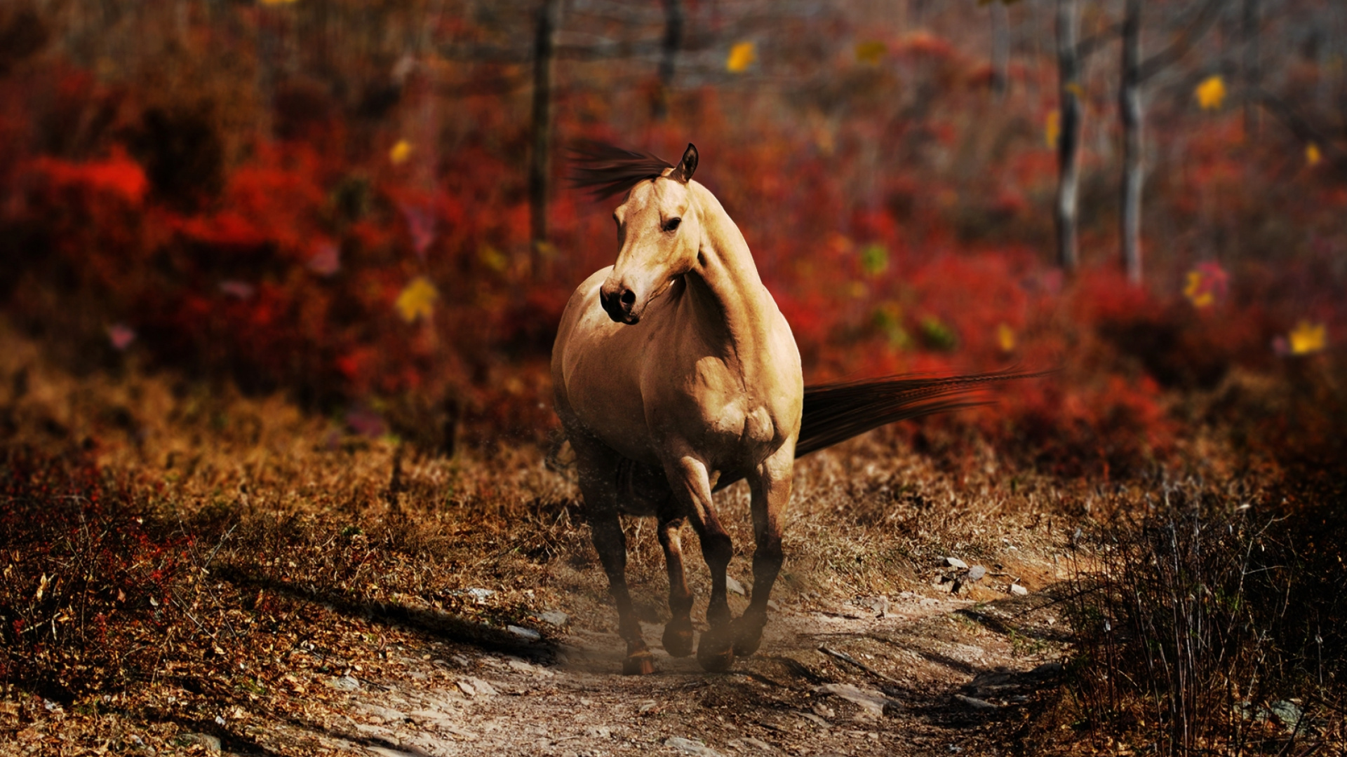 Brown Horse Running on Brown Soil During Daytime. Wallpaper in 1920x1080 Resolution