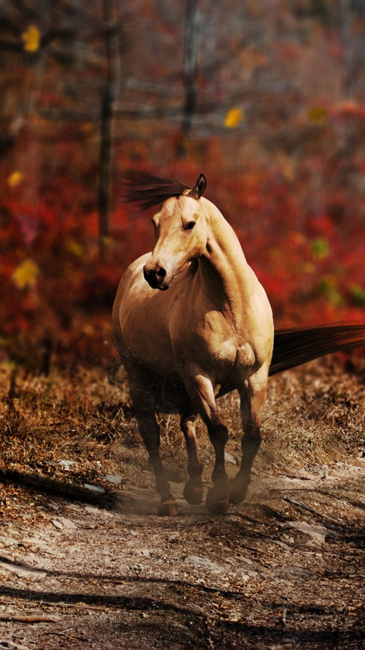 Braunes Pferd, Das Tagsüber Auf Braunem Boden Läuft. Wallpaper in 720x1280 Resolution