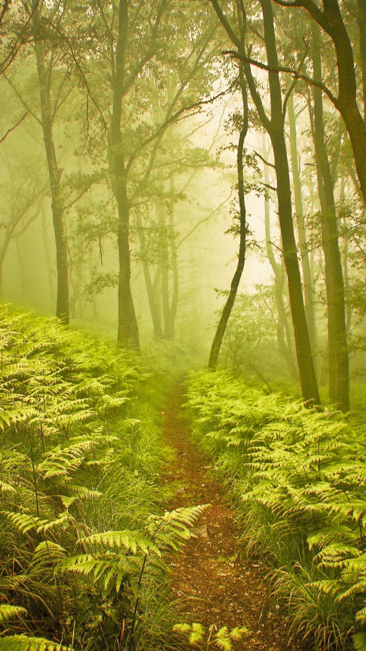 Grüne Farnpflanzen Und Bäume. Wallpaper in 720x1280 Resolution