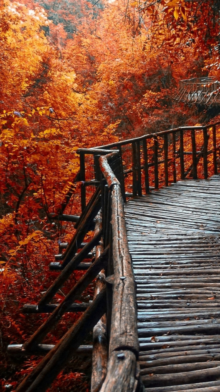 Braune Holzbrücke Zwischen Bäumen. Wallpaper in 750x1334 Resolution