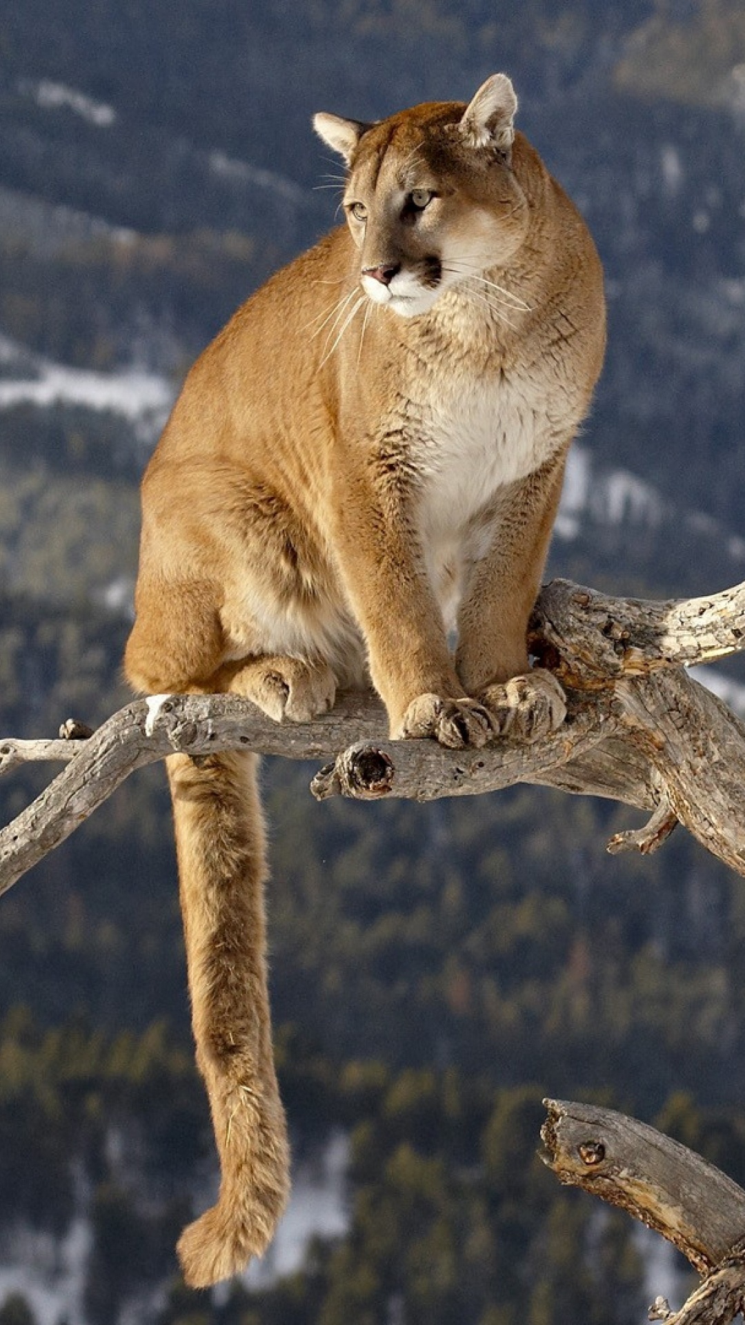 Brown and White Short Coated Cat on Brown Tree Branch During Daytime. Wallpaper in 1080x1920 Resolution