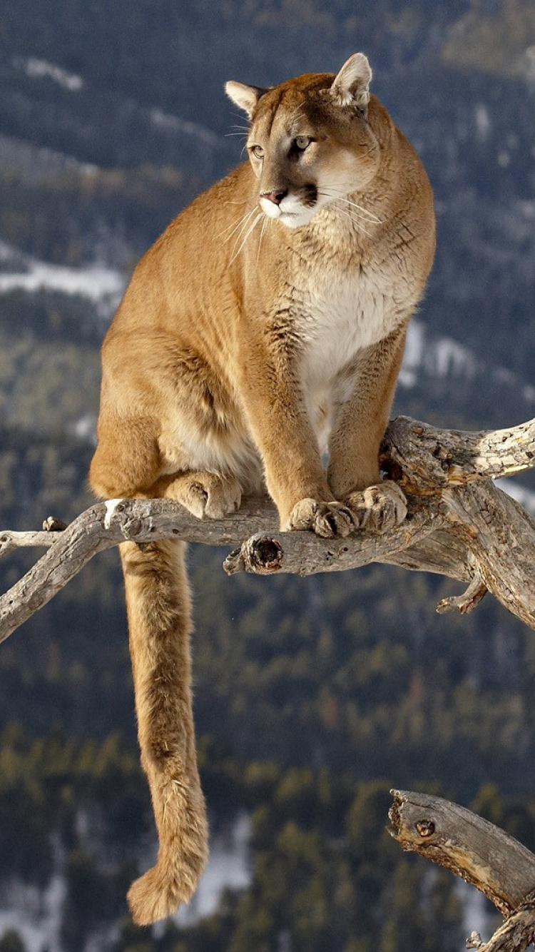 Brown and White Short Coated Cat on Brown Tree Branch During Daytime. Wallpaper in 750x1334 Resolution