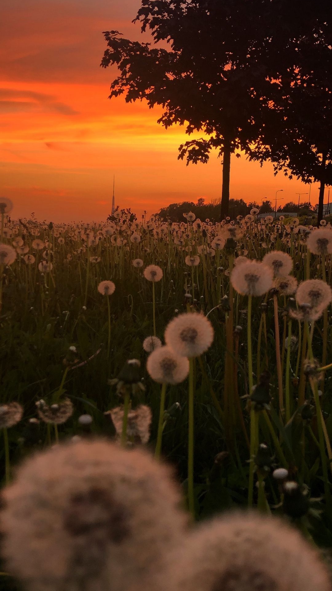 Dandelion Sunset, Dandelions, Sunset, Plant, Flower. Wallpaper in 1080x1920 Resolution