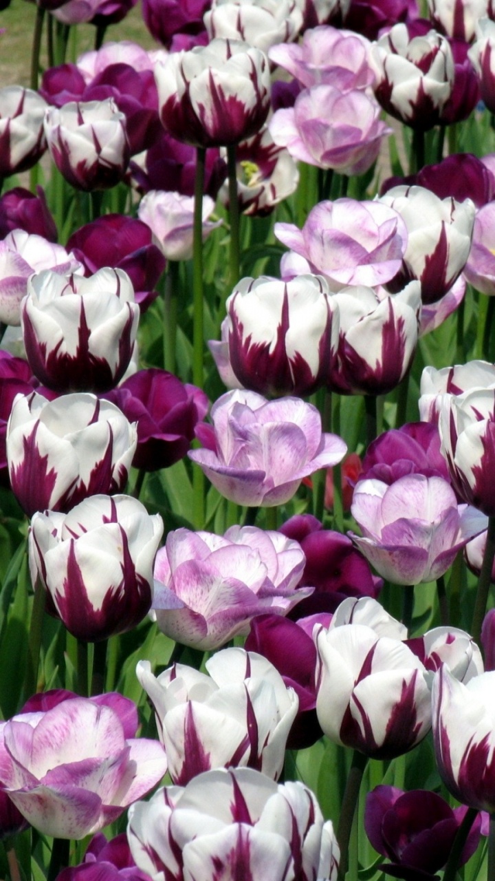 Pink and White Flower Field. Wallpaper in 720x1280 Resolution