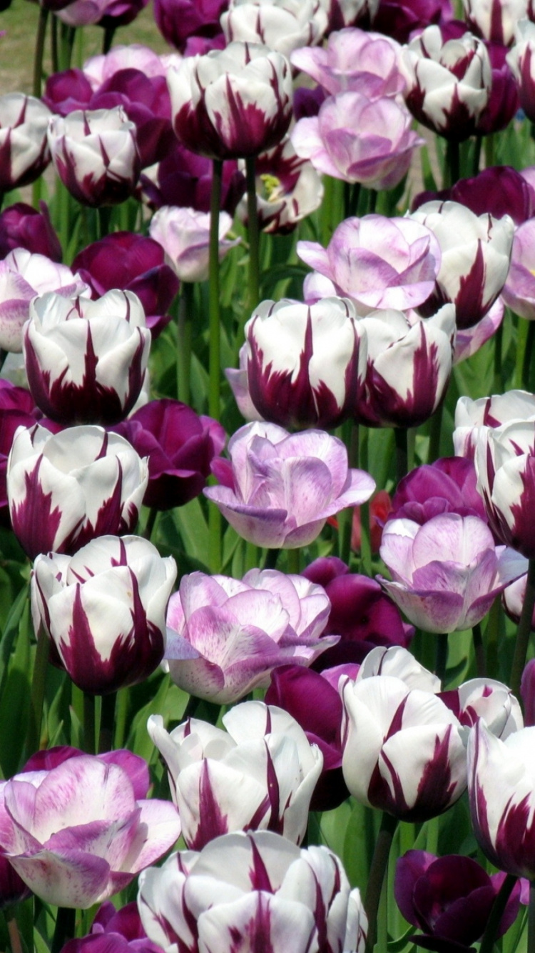 Rosa Und Weißes Blumenfeld. Wallpaper in 750x1334 Resolution