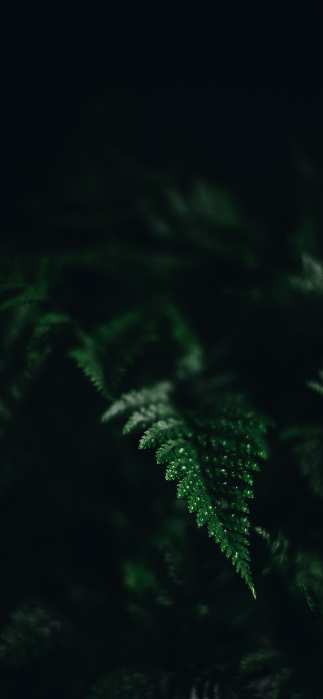 光, 黑色的, 植被, 绿色的, 性质 壁纸 1125x2436 允许