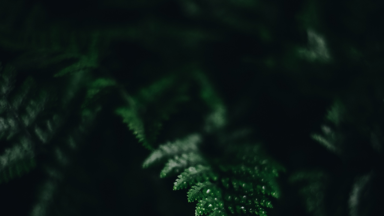 光, 黑色的, 植被, 绿色的, 性质 壁纸 1280x720 允许