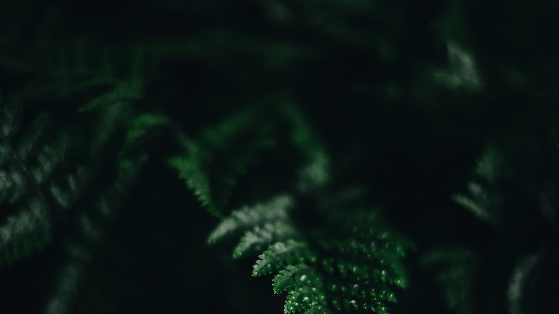 光, 黑色的, 植被, 绿色的, 性质 壁纸 1920x1080 允许