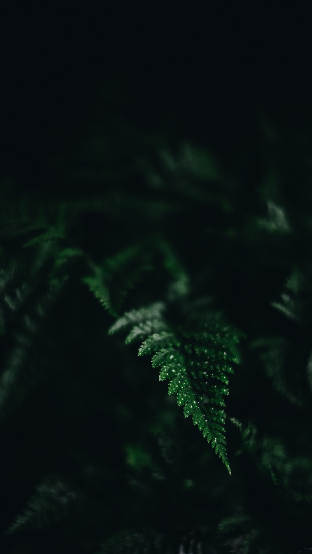 Light, Water, Leaf, Darkness, Black. Wallpaper in 1080x1920 Resolution
