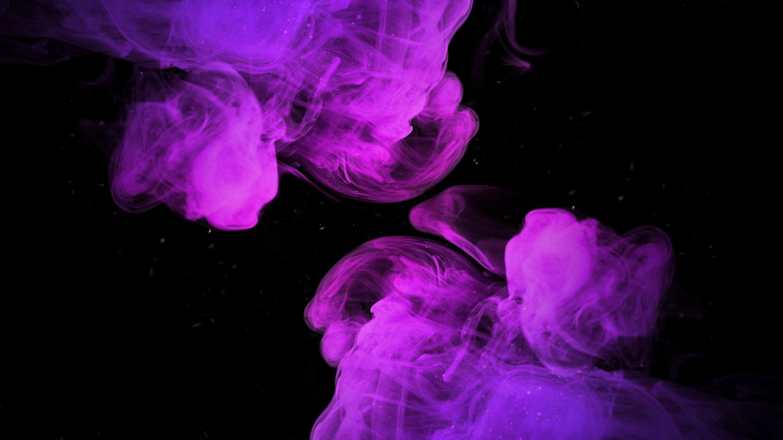 Fumeur, Purple, Pétale, Eau, Violette. Wallpaper in 2560x1440 Resolution