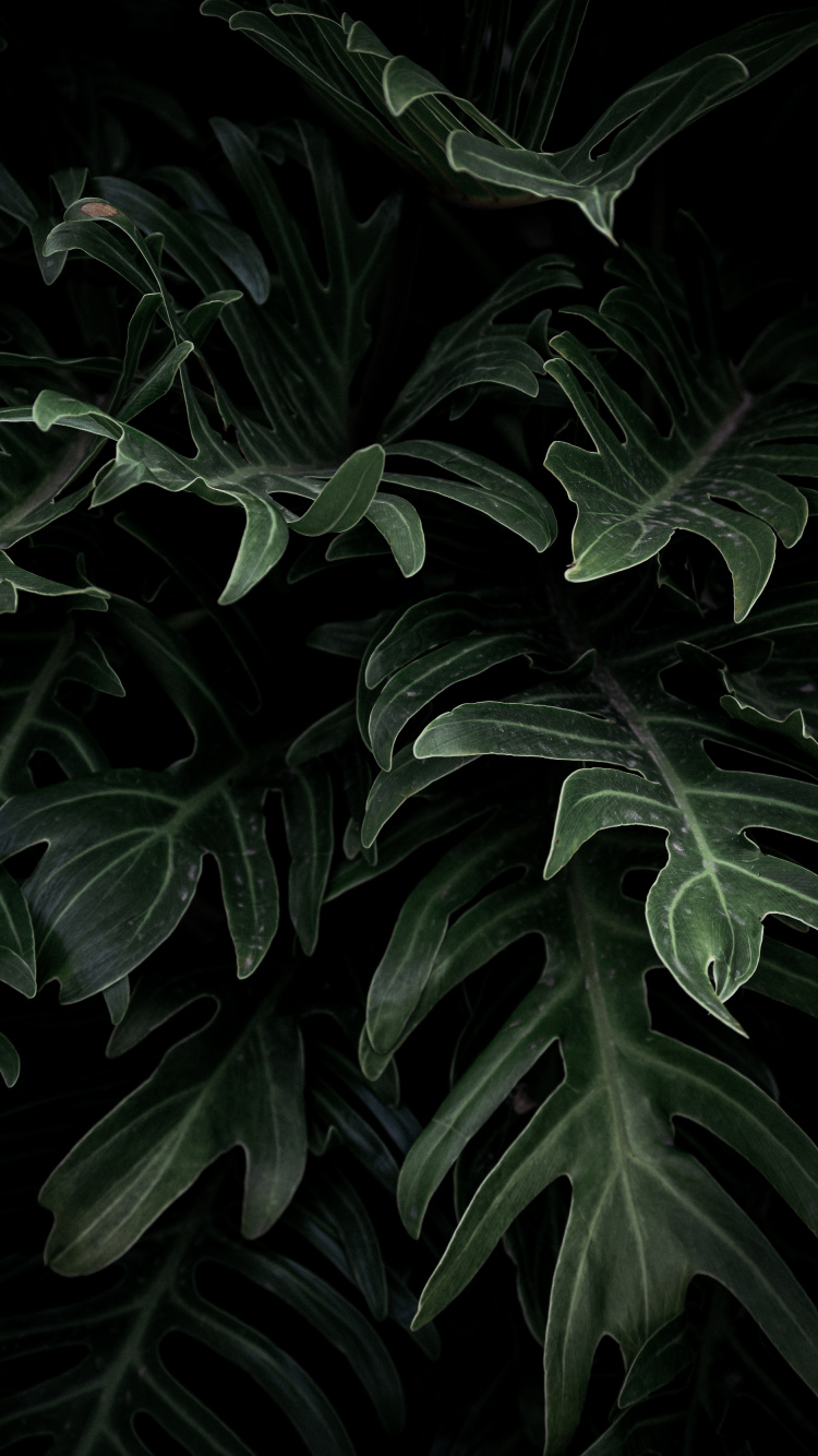 Alismatales, Feuille, Plante Terrestre, Botanique, Plante. Wallpaper in 750x1334 Resolution