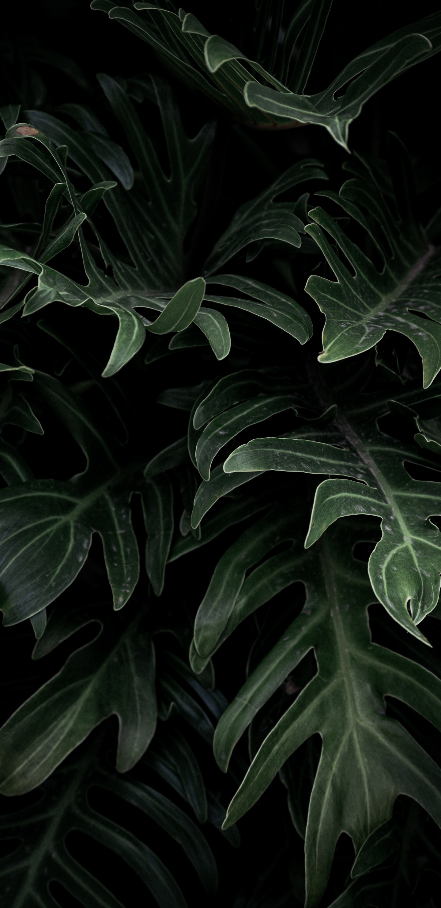 Alismatales, Planta Terrestre, la Botánica, Planta, en Blanco y Negro. Wallpaper in 1440x2960 Resolution