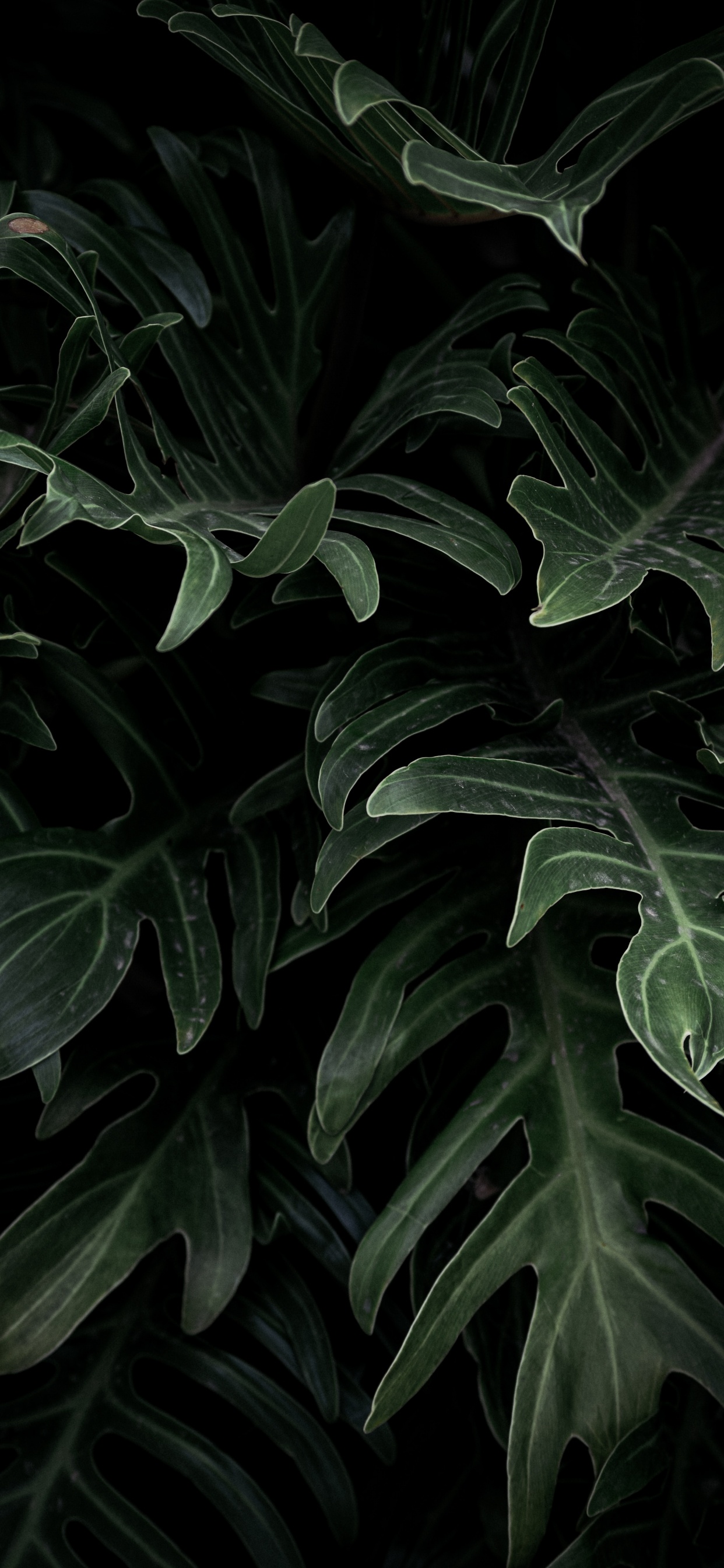 Alismatales, Blatt, Terrestrische Pflanzen, Botanik, Pflanzen. Wallpaper in 1242x2688 Resolution