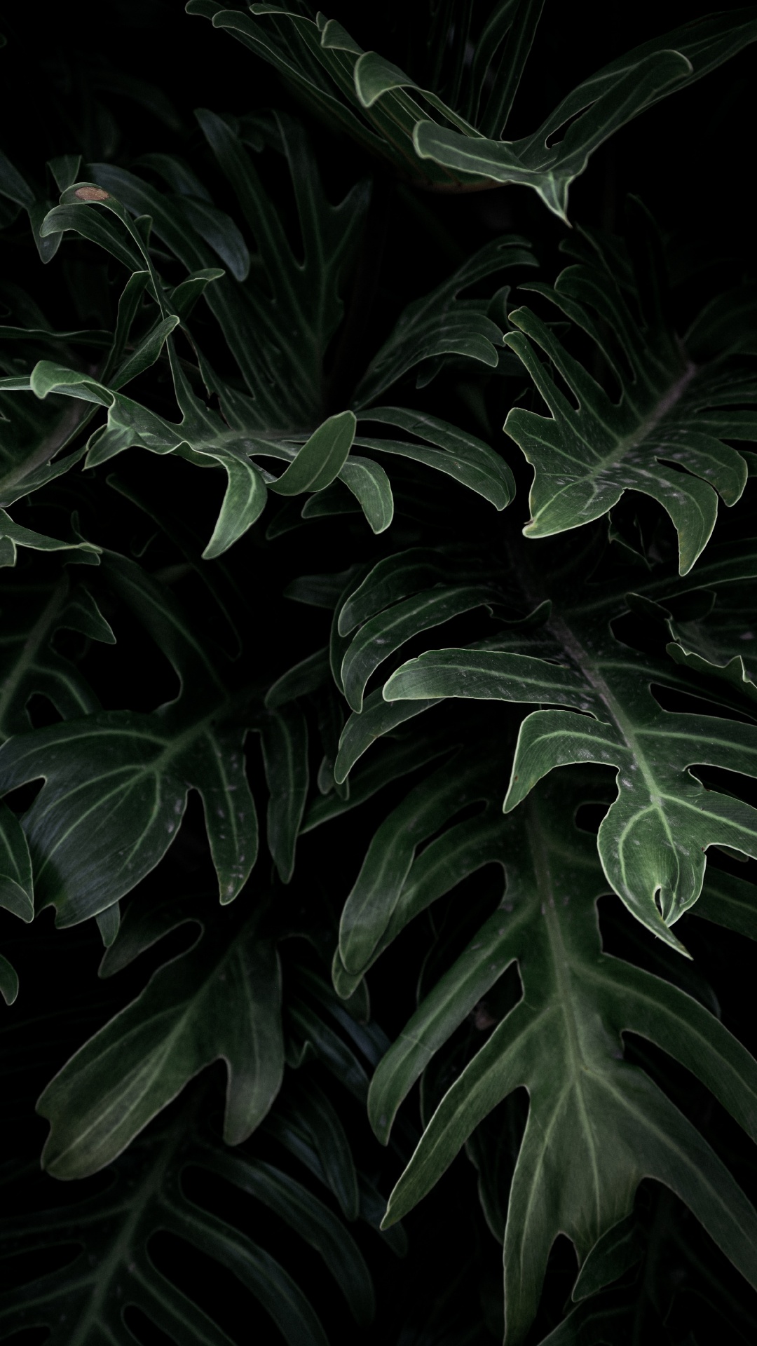 Alismatales, Flower, Leaf, Terrestrial Plant, Botany. Wallpaper in 1080x1920 Resolution