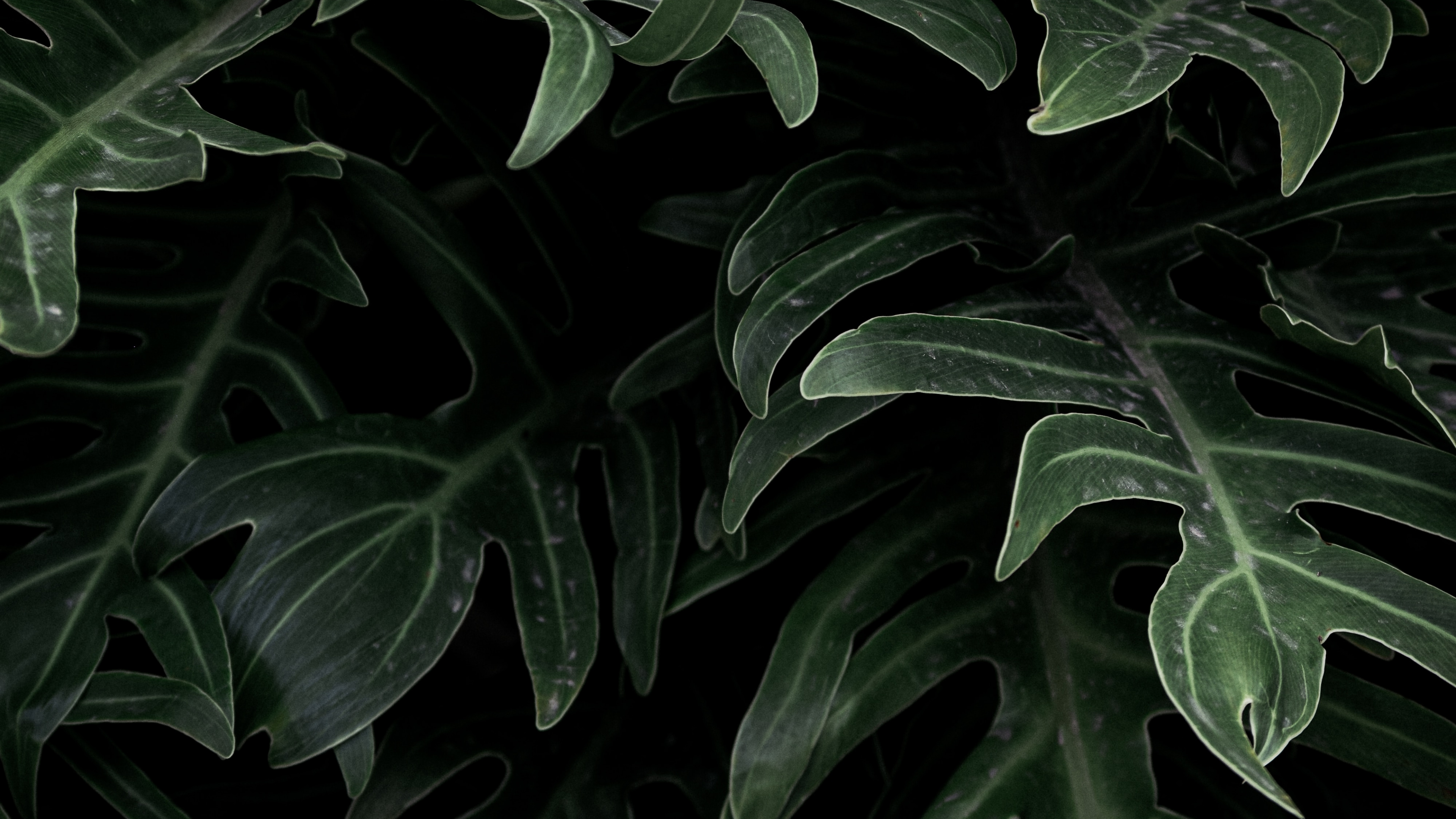 Wallpaper ID: 4092 / leaves, plant, dark, brilliant, 4k Wallpaper