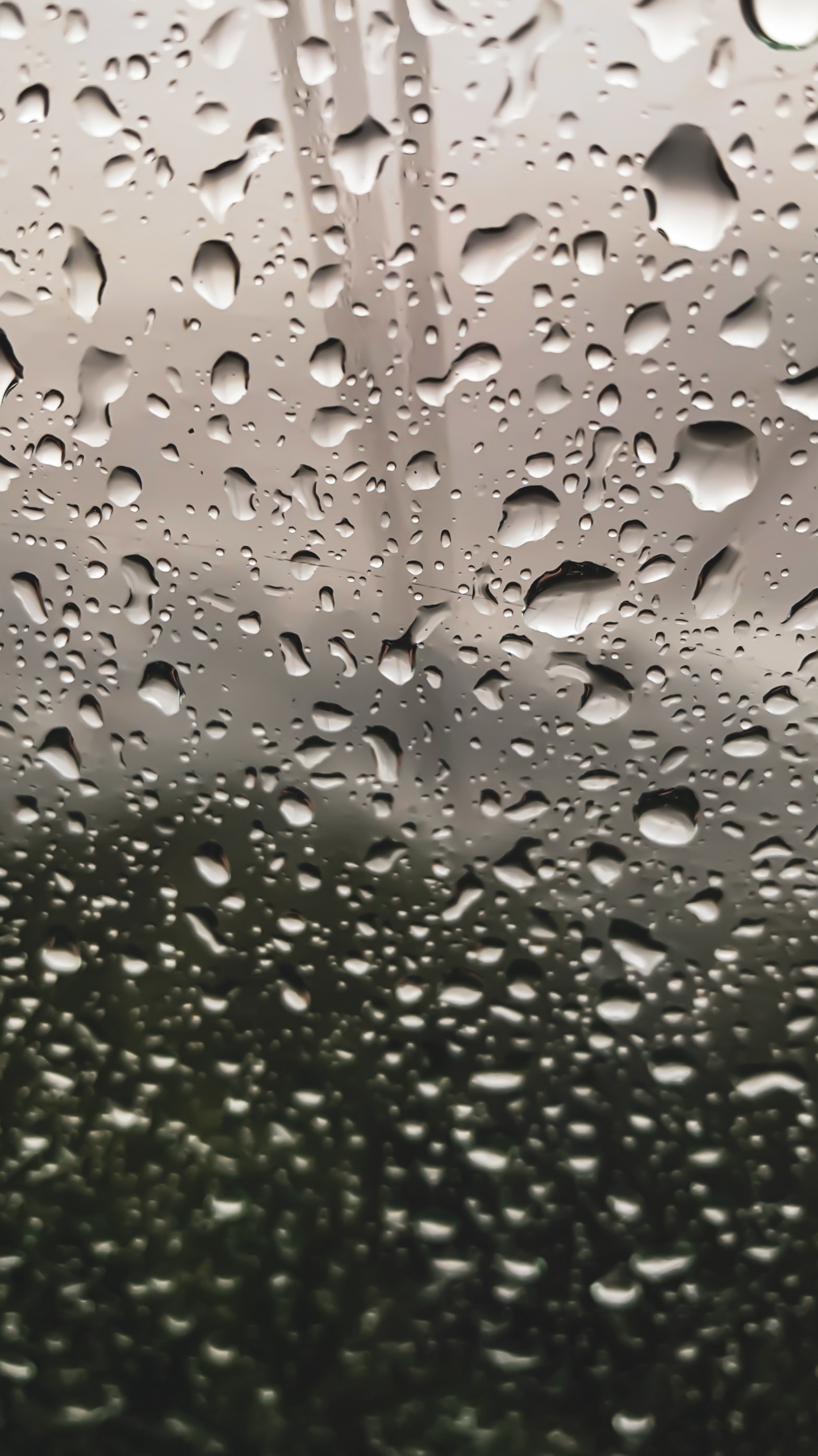 Pluie, Rosée, Eau, Crachin, Humidité. Wallpaper in 1440x2560 Resolution